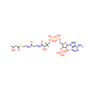 3-Hydroxybutyryl-coenzyme A